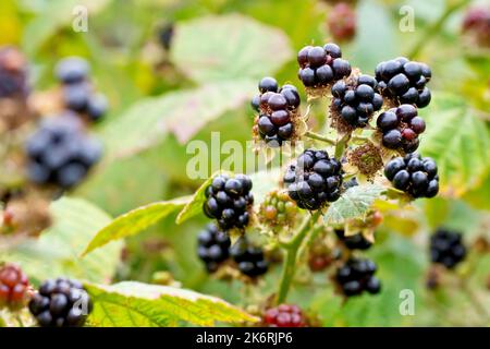 Brumble ou BlackBerry (rubus fruticosus), gros plan des mûres, des fruits ou des brambles de l'arbuste commun. Banque D'Images