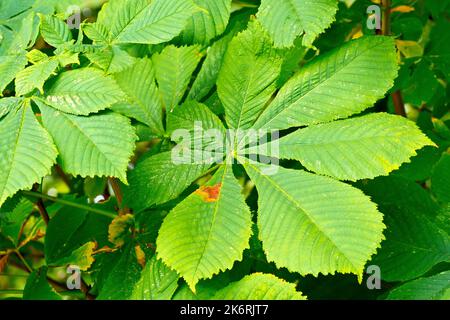 Le châtaignier ou l'arbre de conker (aesculus hippocastaneum), gros plan montrant une seule grande feuille large de l'arbre commun. Banque D'Images