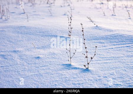 Gros plan des lames d'herbe sèches sur fond blanc après la tempête de neige hivernale. Banque D'Images