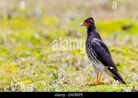 La caracara carunculée (Phalcoboenus carunculatus), Antisana , Equateur Banque D'Images