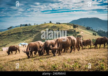 Troupeau de buffles d'eau thaïlandais mangeant de l'herbe sur les collines de pâturage dans la campagne à Doi Mae Tho, Chiang Mai, Thaïlande Banque D'Images