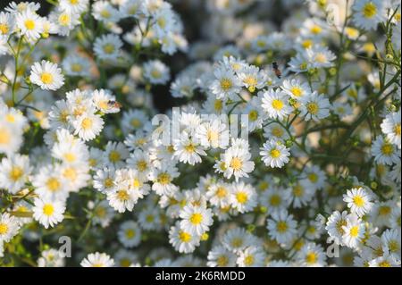 Belle fleur d'aster blanche qui fleurit dans le jardin au soleil Banque D'Images