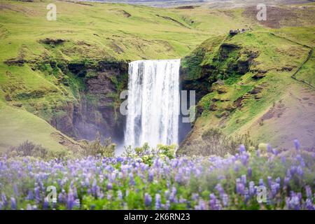 Magnifique paysage de la cascade de Skogafoss avec fleur de lupin pourpre qui fleurit l'été en Islande. Célèbre place islandaise, destination touristique Banque D'Images