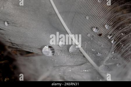 Photographie macro d'une plume blanche d'un cygne avec gouttes d'eau. La goutte agit comme une loupe et révèle les poils fins de la plume. Banque D'Images