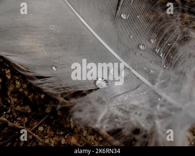 Photographie macro d'une plume blanche d'un cygne avec gouttes d'eau. La goutte agit comme une loupe et révèle les poils fins de la plume. Banque D'Images