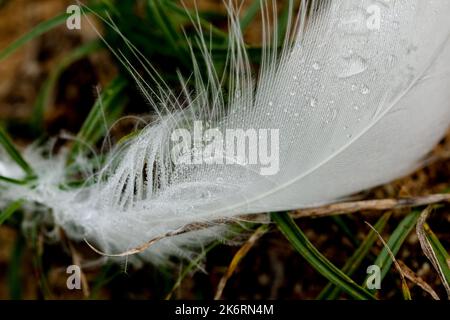 Photographie macro d'une plume blanche d'un cygne avec gouttes d'eau. La goutte agit comme une loupe et révèle les poils fins de la plume. Banque D'Images