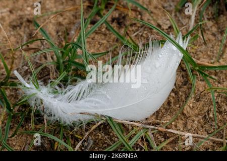 Photographie macro d'une plume blanche d'un cygne avec gouttes d'eau. La goutte agit comme une loupe et révèle les poils fins de la plume. Banque D'Images