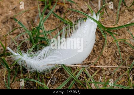 Photographie macro d'une plume blanche d'un cygne avec gouttes d'eau. La goutte agit comme une loupe et révèle les poils fins de la plume. Banque D'Images