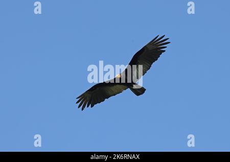 Grande Vulture à tête jaune (Cathartes melambrotus) adulte en vol Rio Azul, Brésil. Juillet Banque D'Images