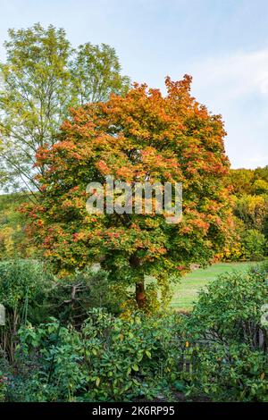 Érable avec feuillage d'automne coloré Banque D'Images