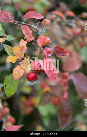 Branche d'un écrevisse avec de petites pommes rouges et des feuilles d'automne Banque D'Images