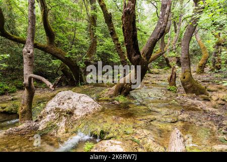 Paysage autour de la cascade Turgut près de la station balnéaire de Marmaris dans la province de Mugla en Turquie. Vue avec de petits ruisseaux qui s'écoulent à travers la forêt. Banque D'Images