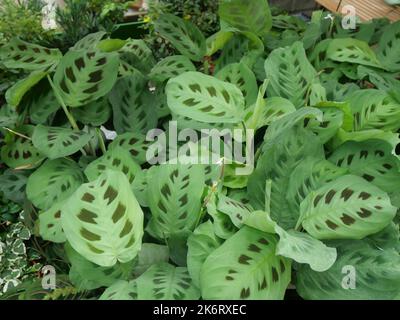 Des plantes modernes et tendance dans une pépinière avec d'autres plantes en arrière-plan. Banque D'Images