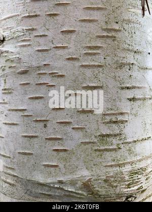 Gros plan de l'écorce blanche avec de petites lignes horizontales de l'arbre de jardin Betula ou de bouleau. Banque D'Images