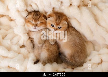 Deux chatons écossais droits et dorés à l'ombre dorment dorment sur une couverture légère. Des chats sueur Banque D'Images