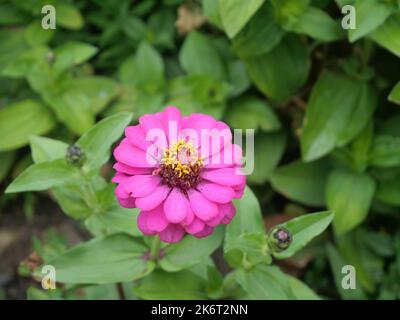 Gros plan sur une fleur rose de zinnia avec des feuilles vertes en arrière-plan Banque D'Images