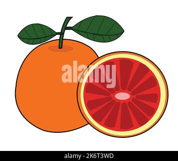 Motif vectoriel en pamplemousse coloré. Meilleure illustration des ressources graphiques. conception graphique vectorielle pour la conception d'icônes et de symboles et de logos et la papeterie Illustration de Vecteur