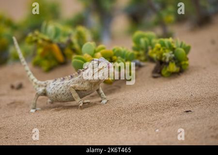 Namaqua Chameleon, Chamaeleo namaquensis, debout sur le sable dans le désert du Namib Banque D'Images