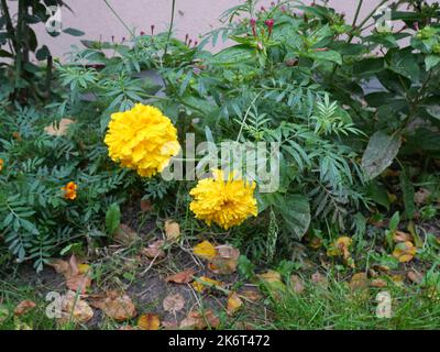 Tagetes ou plantes marigolées, petits buissons aux feuilles vertes et têtes de fleurs jaunes et oranges. Banque D'Images