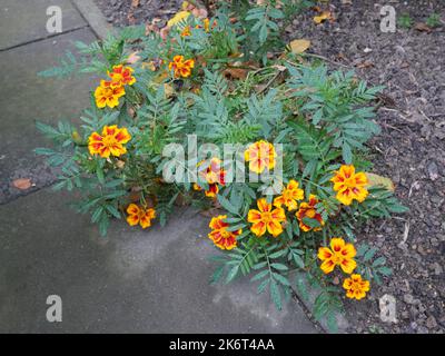 Tagetes ou plantes marigolées, petits buissons aux feuilles vertes et têtes de fleurs jaunes et oranges. Banque D'Images