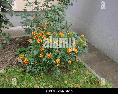 Tagetes ou plantes marigolées, petits buissons aux feuilles vertes et têtes de fleurs jaunes et oranges. Banque D'Images