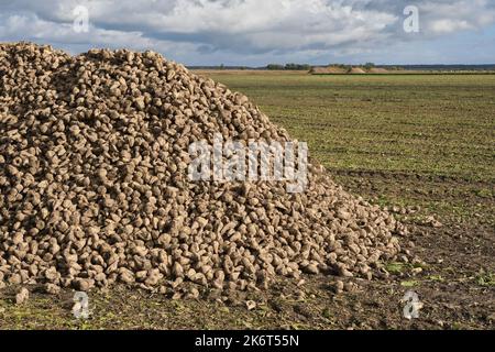 Grande pile de betteraves à sucre. Récolte de racines de betterave à sucre dans le champ après la récolte à l'automne. Banque D'Images