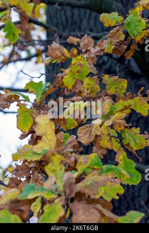 Feuilles de chêne d'automne de plus près sur l'arbre Banque D'Images