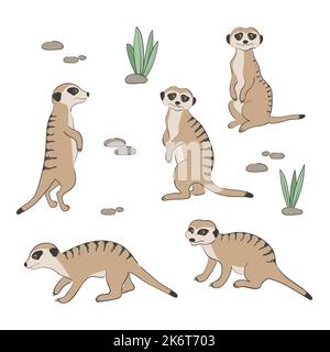 Ensemble de mignons Meerkats isolés sur fond blanc. Illustration vectorielle. Illustration de Vecteur