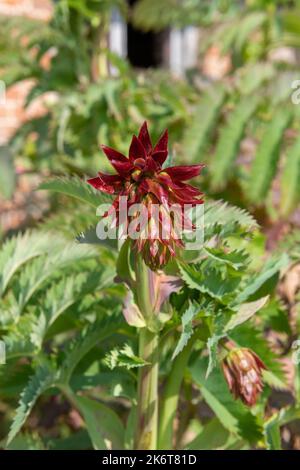 Gros plan d'une fleur de miel géante (majeure de mélianthus) en fleur Banque D'Images