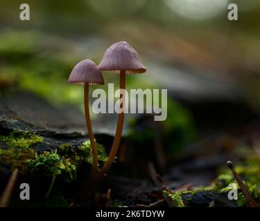 Champignons psychédéliques - champignons Psilocybine qui poussent dans la nature. Utilisation en médecine. Banque D'Images