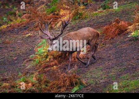 Muensterland, NRW, Allemagne. 15th octobre 2022. Le cerf-rouge dominant (cervus elaphus) traîne vers le petit troupeau de femelles (hinds). La rut annuelle du cerf de Virginie est toujours en pleine circulation dans la réserve naturelle de Granat, dans la campagne de Muensterland. Credit: Imagetraceur/Alamy Live News Banque D'Images