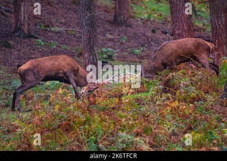 Muensterland, NRW, Allemagne. 15th octobre 2022. Deux cerfs rouges adultes (cervus elaphus) enragent des bois et testent leur force dans une zone boisée. La rut annuelle du cerf de Virginie est toujours en pleine circulation dans la réserve naturelle de Granat, dans la campagne de Muensterland. Credit: Imagetraceur/Alamy Live News Banque D'Images