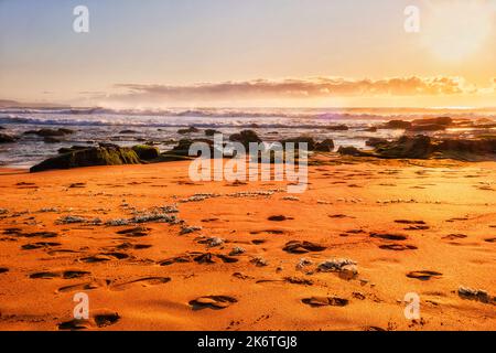 Méduses à boeusse mortes sur le sable de la plage de baleines de la côte australienne du Pacifique, sur les plages du nord de Sydney. Banque D'Images