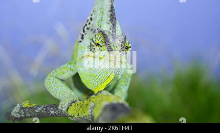 Le portrait frontal en gros plan du caméléon vert voilé adulte (Chamaeleo calyptratus) se trouve sur la branche de l'arbre et regarde sur l'objectif de l'appareil photo, sur l'herbe verte et Banque D'Images
