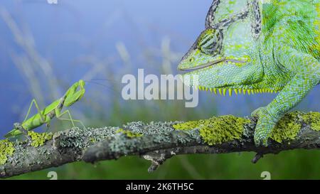 En gros plan, chameleon (Chamaeleo caliptratus) vert voilé mûr regardant curieusement la mante de prière. Caméléon à tête conique ou caméléon yéménite et Banque D'Images