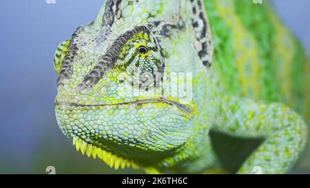 Le caméléon vert voilé adulte (Chamaeleo calyptratus) se trouve sur une branche d'arbre et regarde autour, sur l'herbe verte et le fond bleu du ciel. Tête conique Banque D'Images