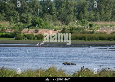 Flamants roses dans la Zwillbrocker Venn, réserve naturelle, Zwillbrock, Vreden, Rhénanie-du-Nord-Westphalie, Allemagne Banque D'Images