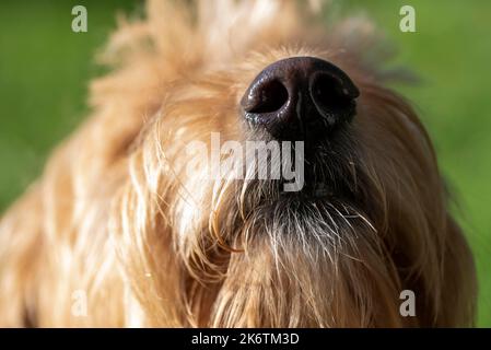 Nez de chien humide, Mini Goldendoodle, Allemagne Banque D'Images