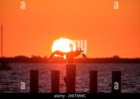 Silhuette d'oiseau pélican solitaire avec des ailes étalées sur le poteau de clôture en bois supérieur contre le ciel de coucher de soleil orange vif sur l'eau du lac et le grand soleil couchant. Banque D'Images