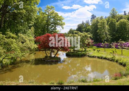 Érable japonais lisse (Acer palmatum) sur une petite île dans un étang, parc du château, créé 18th siècle étang, rhododendron fleur dans l'arrière, Berleburg Banque D'Images