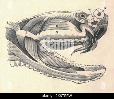 Illustration antique gravée de la tête de vipère commune. Illustration ancienne de la tête de vipère commune. Ancienne photo gravée du reptile. Coupe transversale de la tête de vipère commune. Légende de la figure. Anatomie du serpent. Banque D'Images