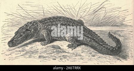 Illustration antique gravée du crocodile du Nil. Illustration ancienne du crocodile du Nil. Ancienne photo gravée du reptile. Les crocodiles (famille des Crocodylidae) ou les véritables crocodiles sont de grands reptiles semi-aquatiques qui vivent dans les tropiques en Afrique, en Asie, en Amérique et en Australie. Le terme crocodile est parfois utilisé encore plus vaguement pour inclure tous les membres existants de l'ordre des Crocodilia, qui comprend les alligators et caimans (famille Alligatoridae), le gharial et le faux gharial (famille Gavialidae) parmi d'autres taxons éteints. Bien qu'ils semblent semblables, crocodiles, alligators Banque D'Images