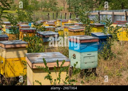 Maisons d'abeilles ou ruches dans la région de Moldavie en Roumanie. Banque D'Images