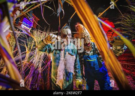 PRODUCTION - 15 octobre 2022, Hesse, Mühltal : deux frayères créepy se trouvent dans un labyrinthe de maïs. Le château de Frankenstein est illuminé de couleurs à l'occasion du spectacle d'Halloween. Le château de Frankenstein accueille l'événement d'Halloween depuis 1977, cette année pour la période 43rd (21,10 - 06.11.2022). Sur une répétition de robe, l'organisateur a passé par l'événement effrayant avec un public spécial. Photo: Andreas Arnold/dpa crédit: dpa Picture Alliance/Alay Live News Banque D'Images