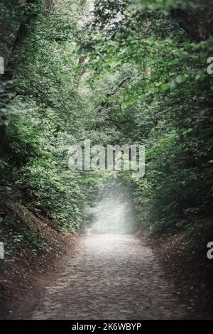 Un chemin piétonnier étroit en pierre dans une allée dense et brumeuse. Concept Halloween Banque D'Images