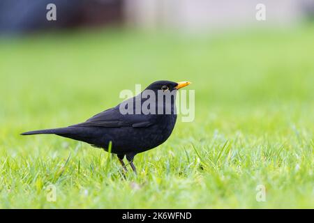 Homme Blackbird [ Turdus merula ] recherche de nourriture sur pelouse Banque D'Images