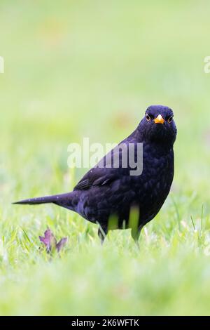 Homme Blackbird [ Turdus merula ] recherche de nourriture sur pelouse Banque D'Images