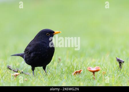 Homme Blackbird [ Turdus merula ] recherche de nourriture sur pelouse avec champignons à proximité Banque D'Images