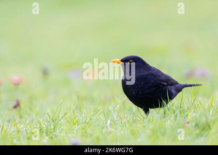 Homme Blackbird [ Turdus merula ] recherche de nourriture sur pelouse Banque D'Images