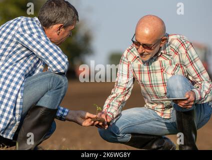 Deux agriculteurs qui s'accroupissent sur le terrain et qui vérifient la pousse et la qualité du sol Banque D'Images